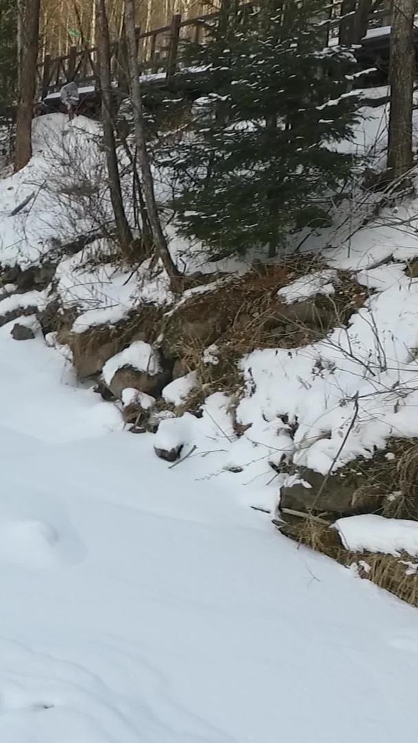 冬季航拍冰雪融化的小溪视频的预览图