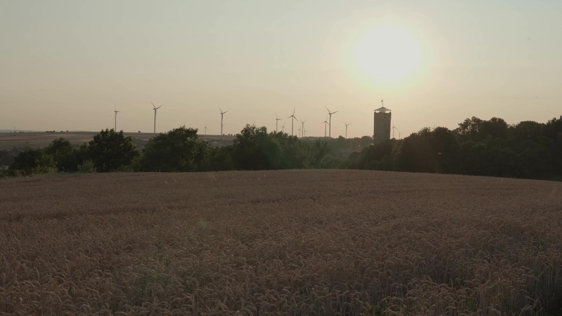 手持式小麦田景观视频的预览图