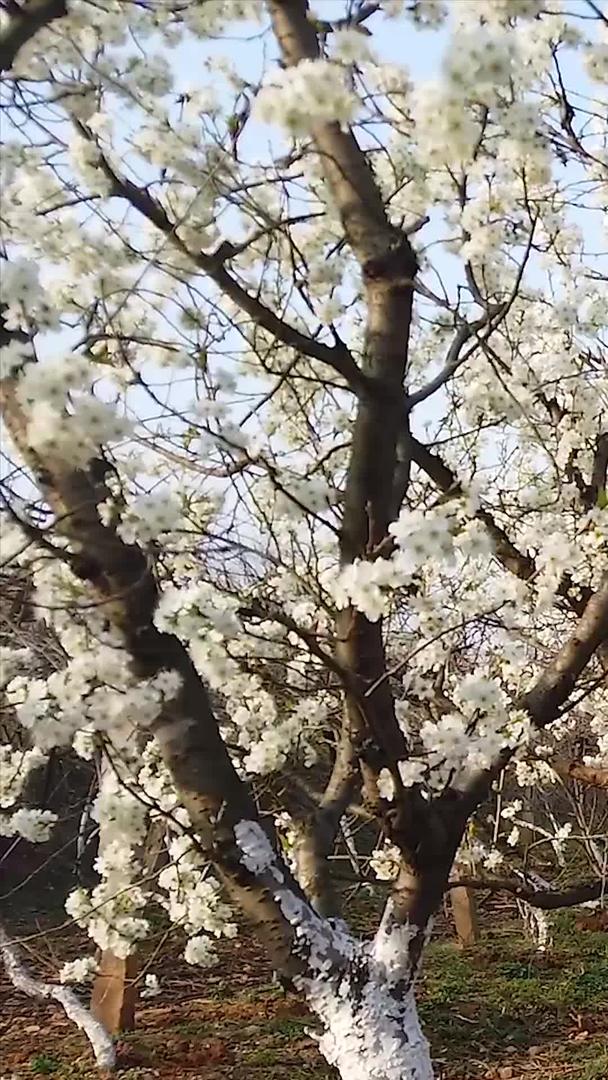 春暖花开视频的预览图