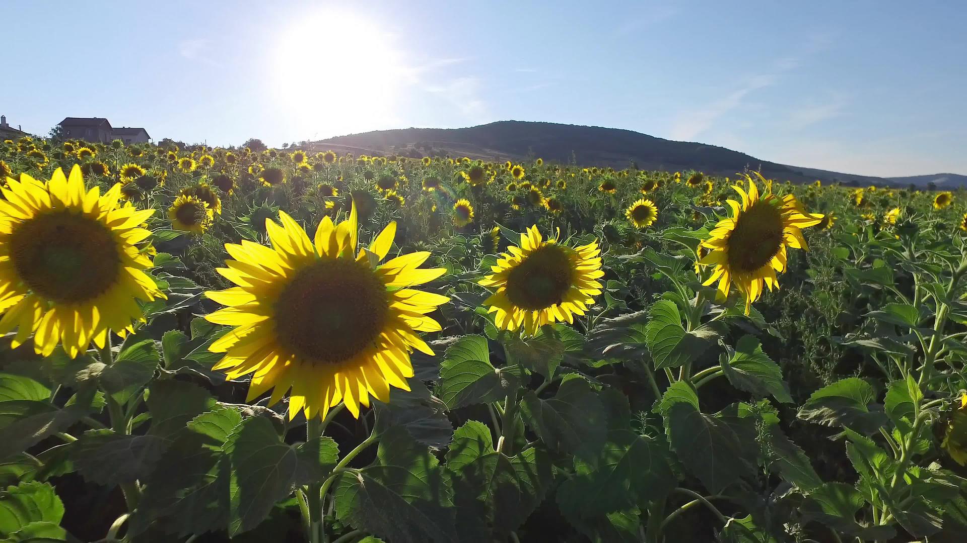 美丽的向日葵田农业背景视频的预览图