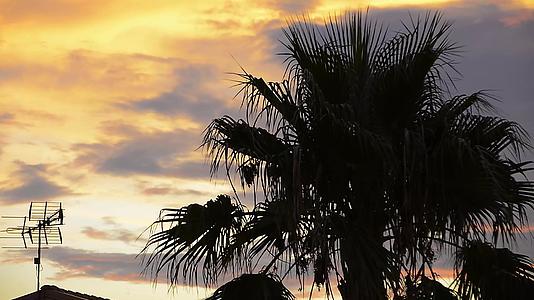 棕榈树日落时视频的预览图