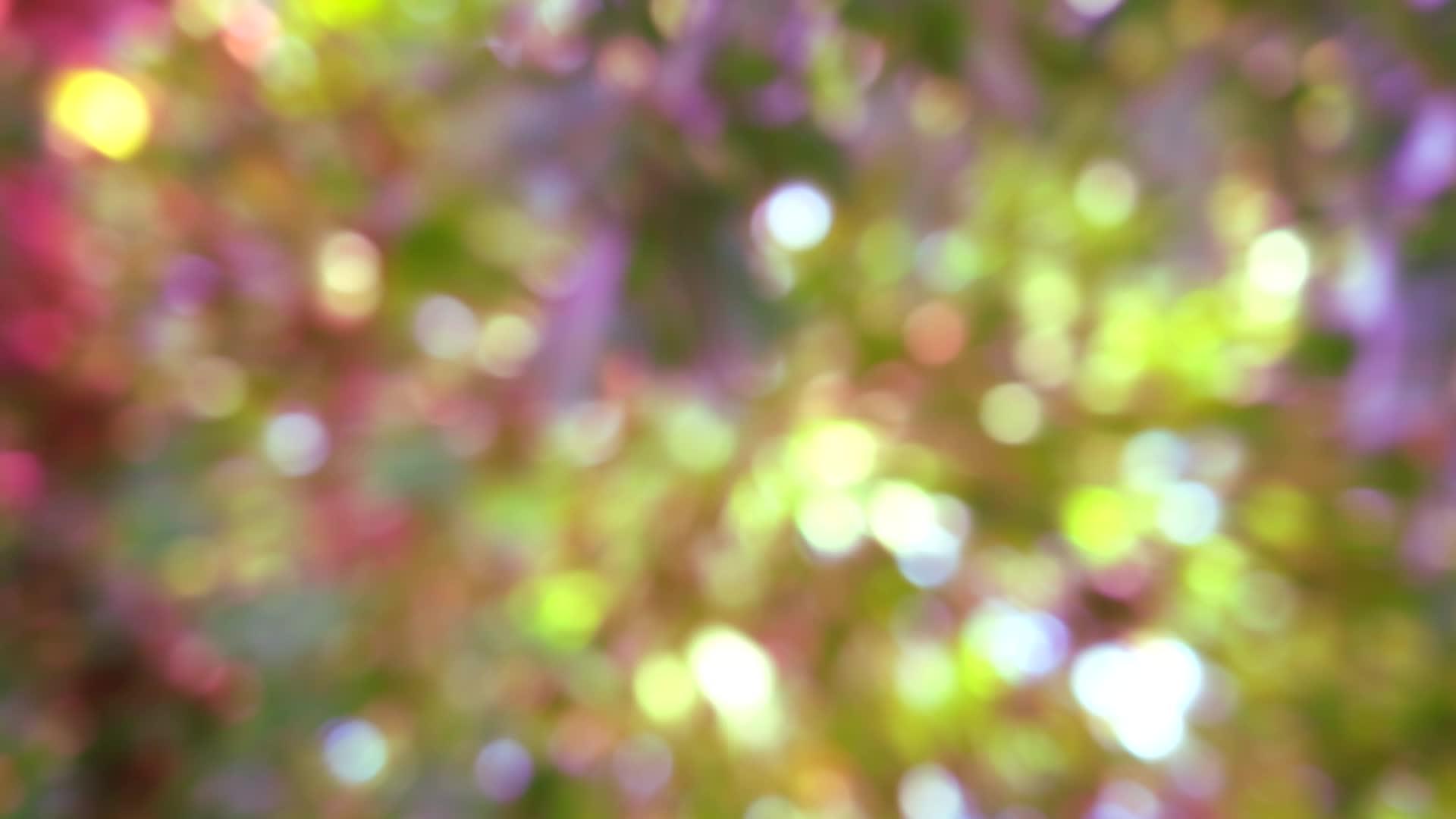 黄色、粉色、紫色和紫色的背景模糊在花园的花草树木上视频的预览图