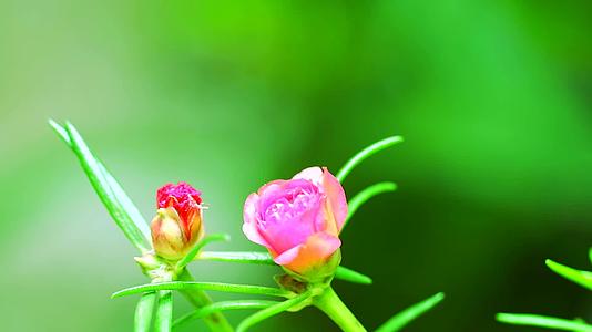 花园里的太阳植物或马齿苋粉红色的花视频的预览图