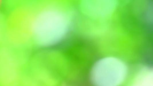绿色模糊背景绿色背景花园花园树叶抽象色彩五颜六色视频的预览图