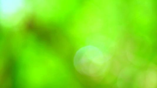 绿色、浅绿色、模糊的背景在花园的花草树木上画出多彩的叶子视频的预览图