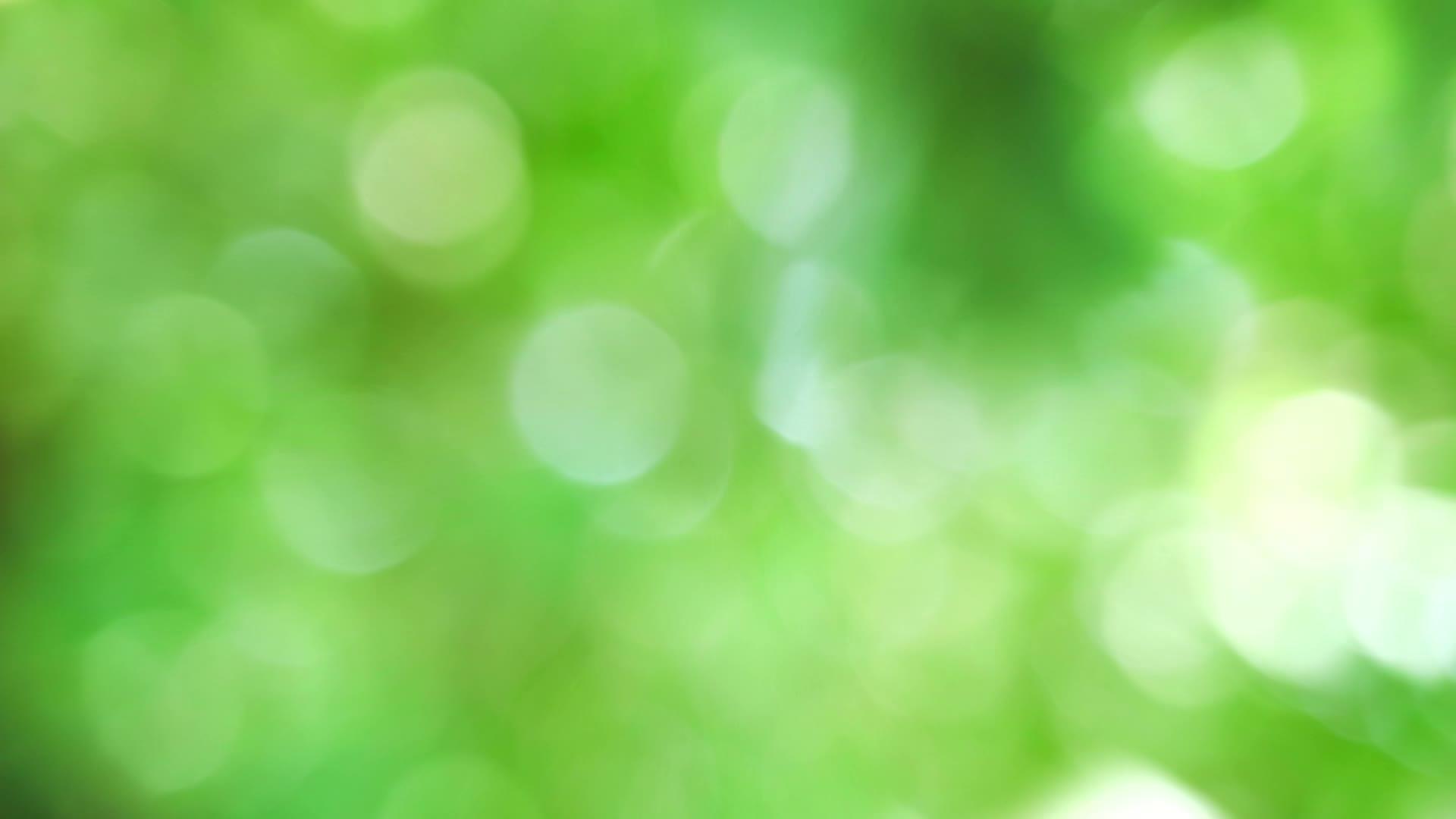 绿色和白色模糊背景背景色彩抽象色彩多彩叶花园中的花草树木视频的预览图
