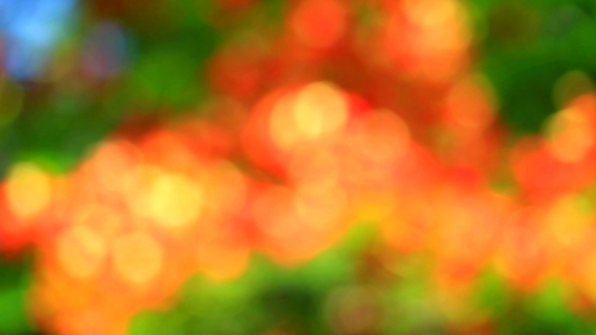 模糊的花园红绿色性质抽象多彩的叶色树2视频的预览图