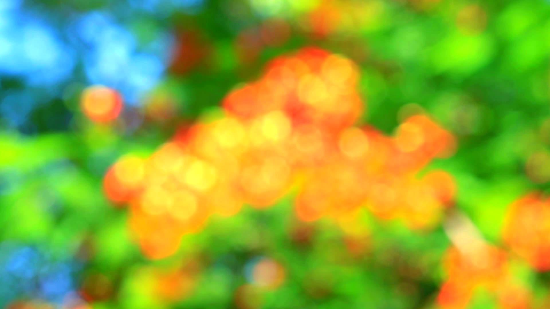 模糊的花园是红色、绿色和自然抽象的视频的预览图