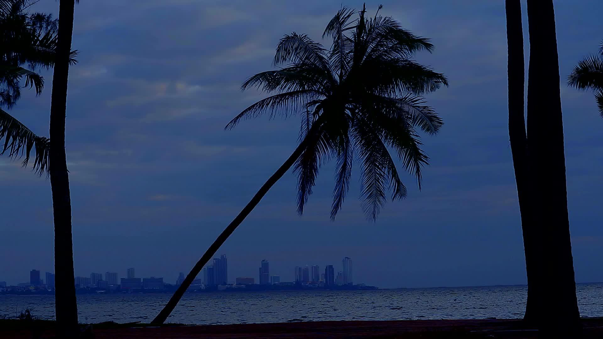黄昏的天空与海滩上的椰子和风暴椰子的力量相反视频的预览图