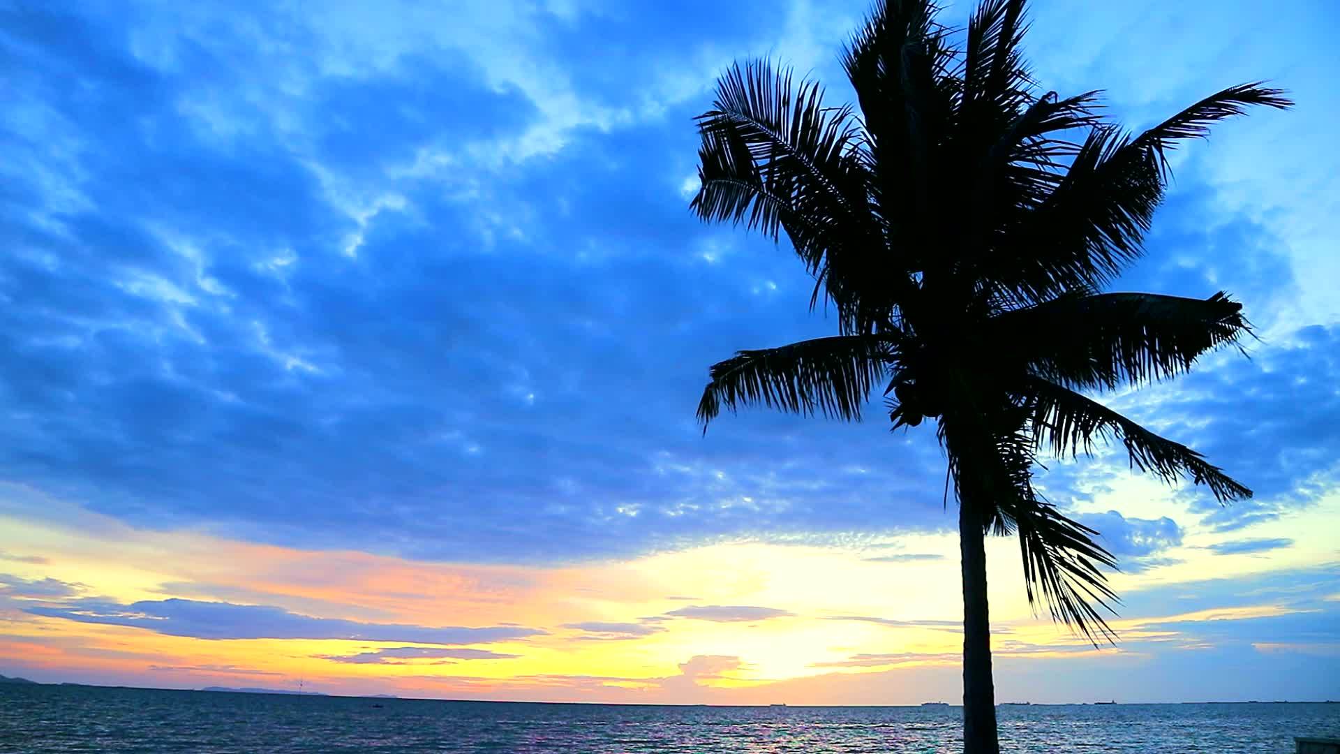 海边的椰子椰子日落天空红云视频的预览图