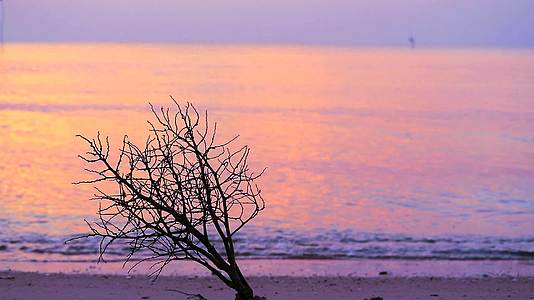 海边的日落和海边的棕榈树视频的预览图