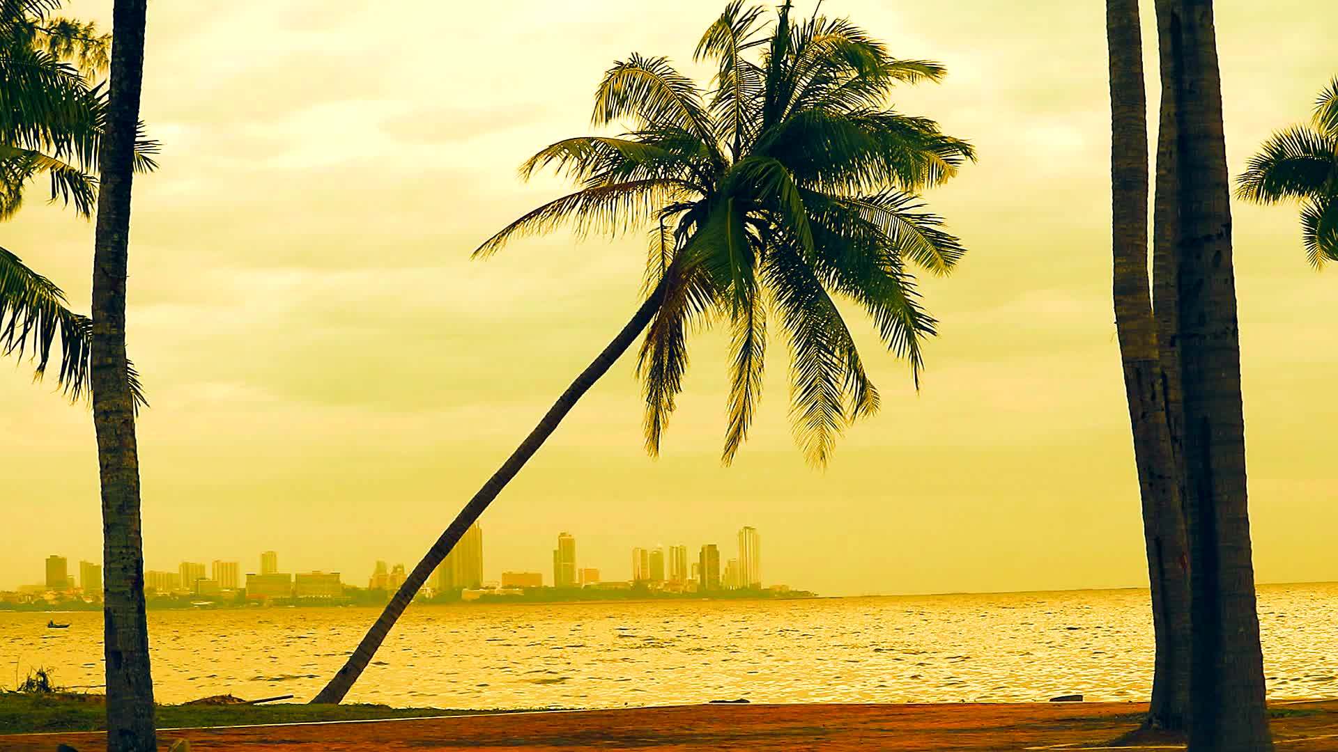 日落的天空和海滩上的椰子和风暴的力量相对倾斜视频的预览图