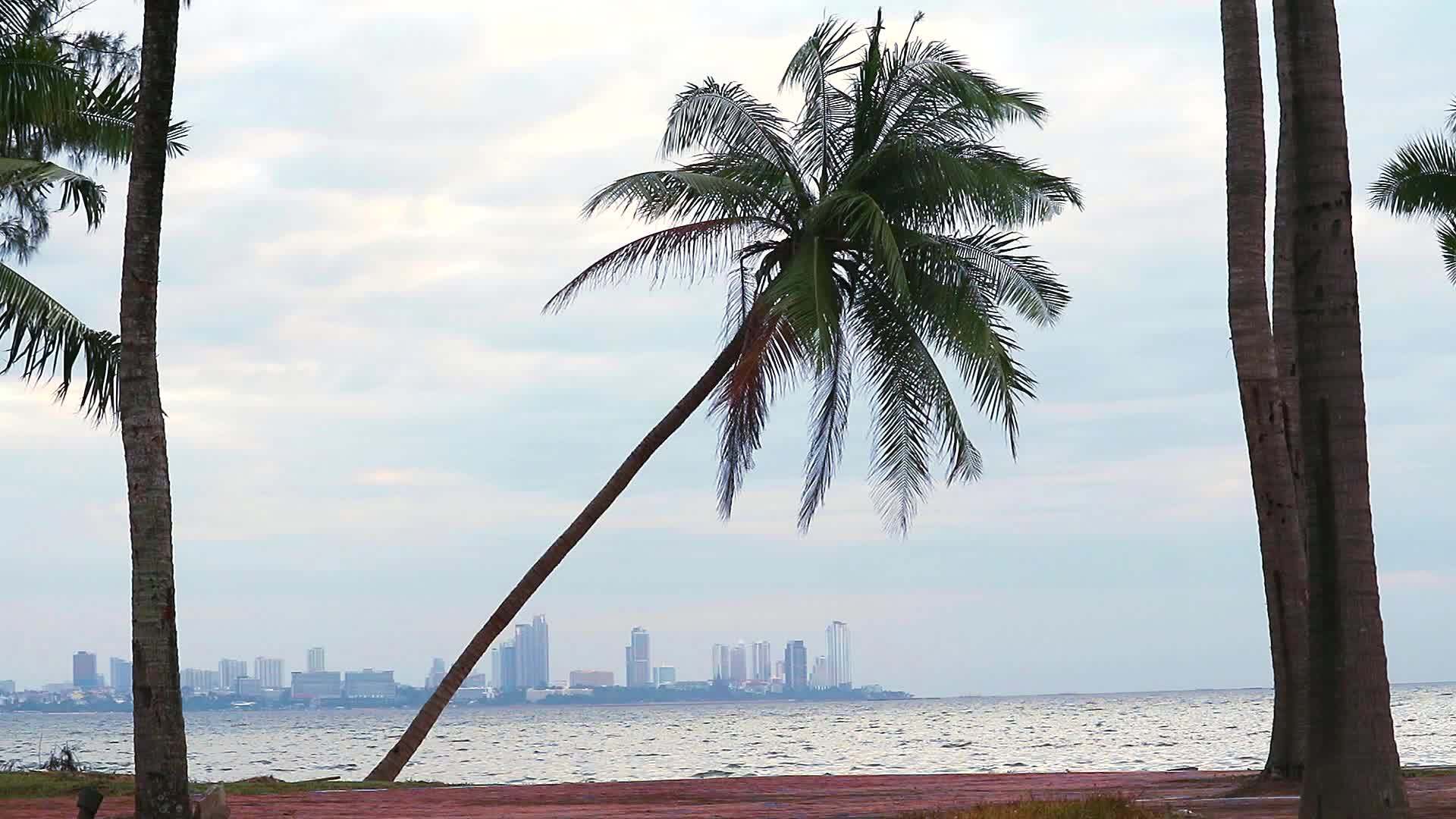 夜空和海滩上的椰子和风暴的力量相对倾斜视频的预览图
