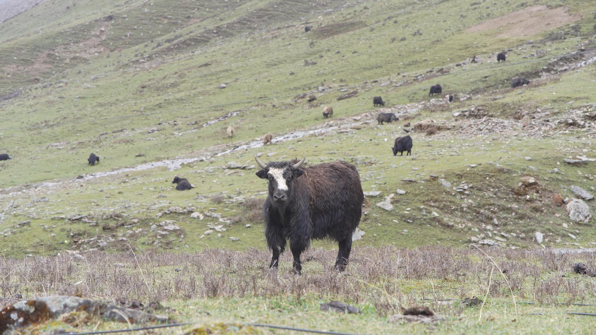 成群结队的牦牛在草原上吃草视频的预览图