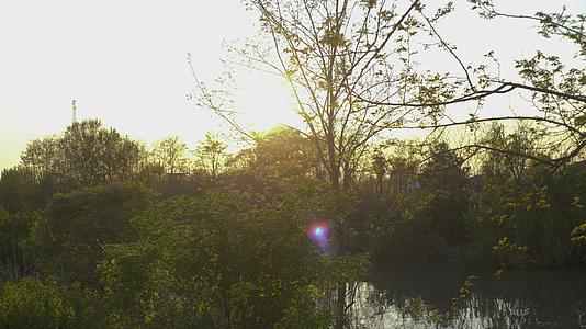春天日落时的池塘视频的预览图