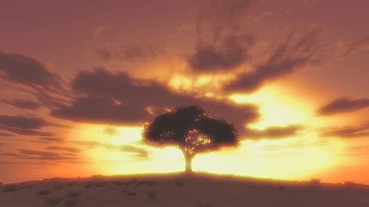 日落树日落时间视频的预览图