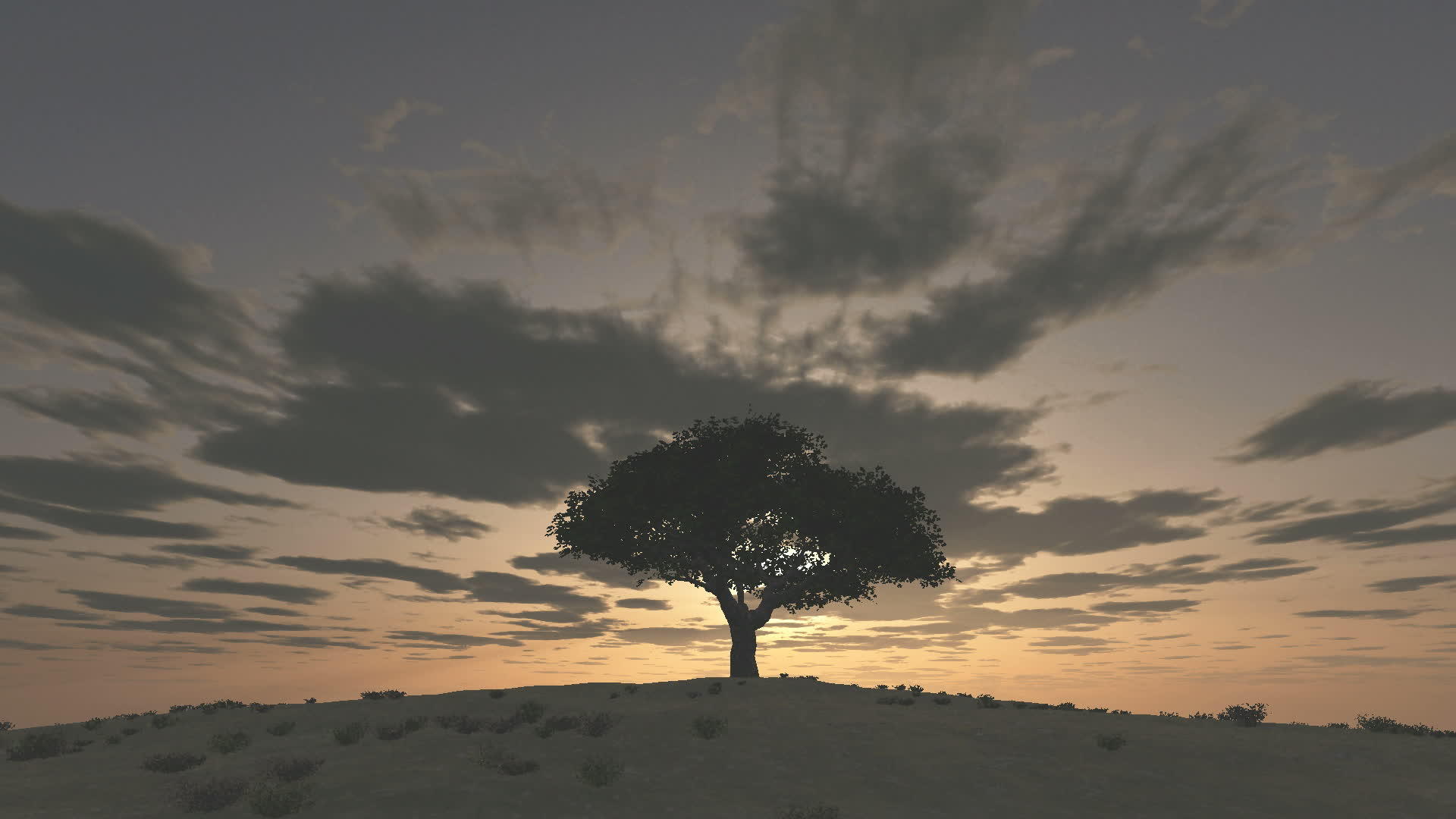 日落树日落时间视频的预览图