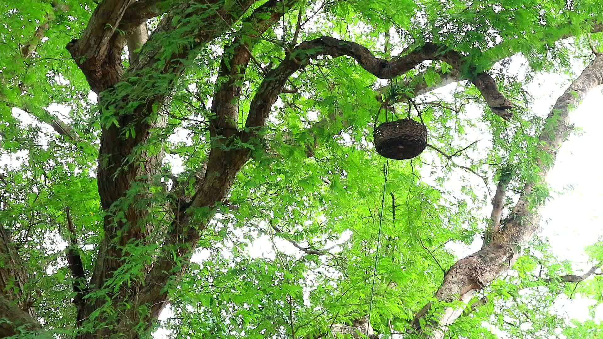 果篮挂在树枝上给鸟类和松鼠带来果实视频的预览图