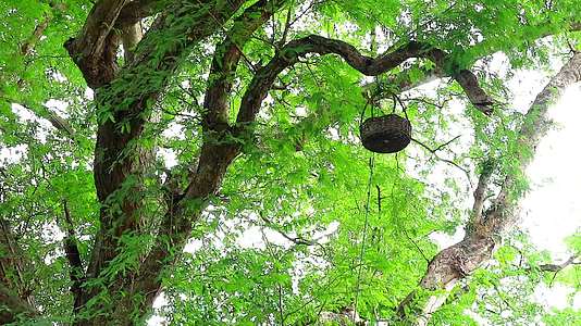 果篮挂在树枝上给鸟类和松鼠带来果实视频的预览图