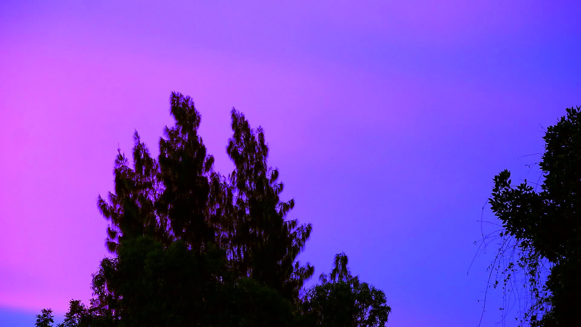 松树组从多彩的日落背景慢慢移动视频的预览图