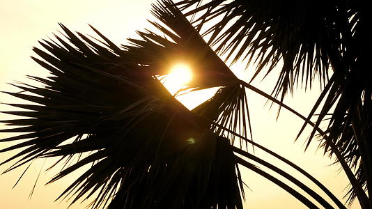 沙滩椰子树日落时视频的预览图