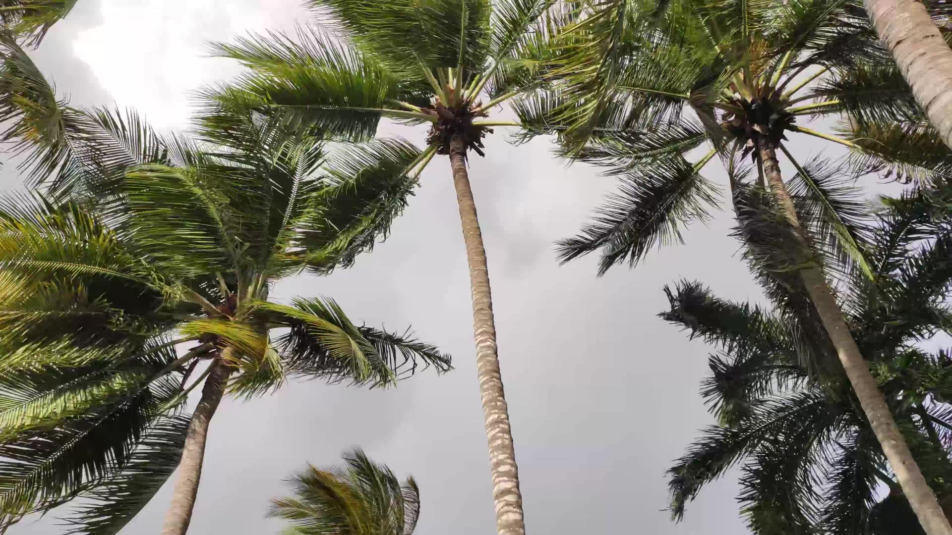日落时有风有棕榈视频的预览图