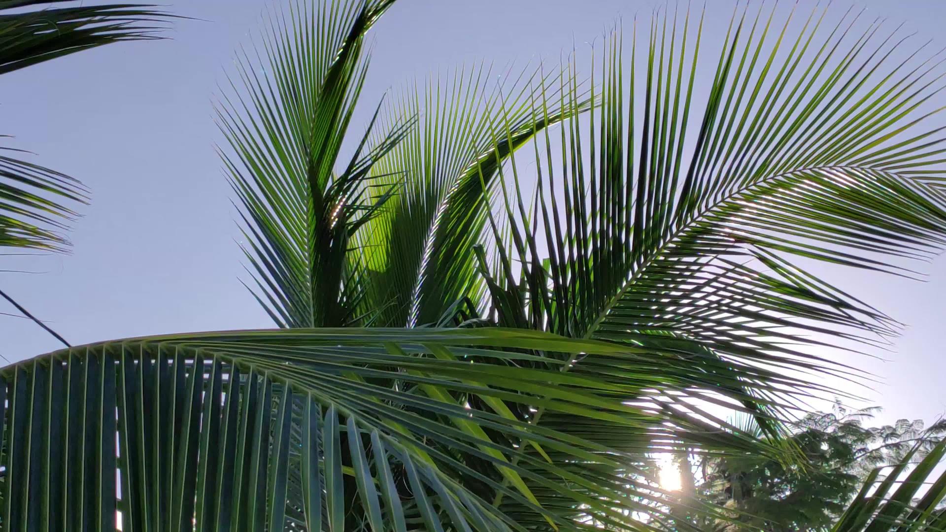 Susnet的棕榈细节视频的预览图