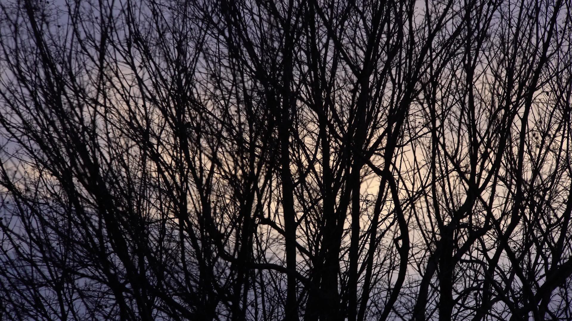 日落时空正直的树枝视频的预览图