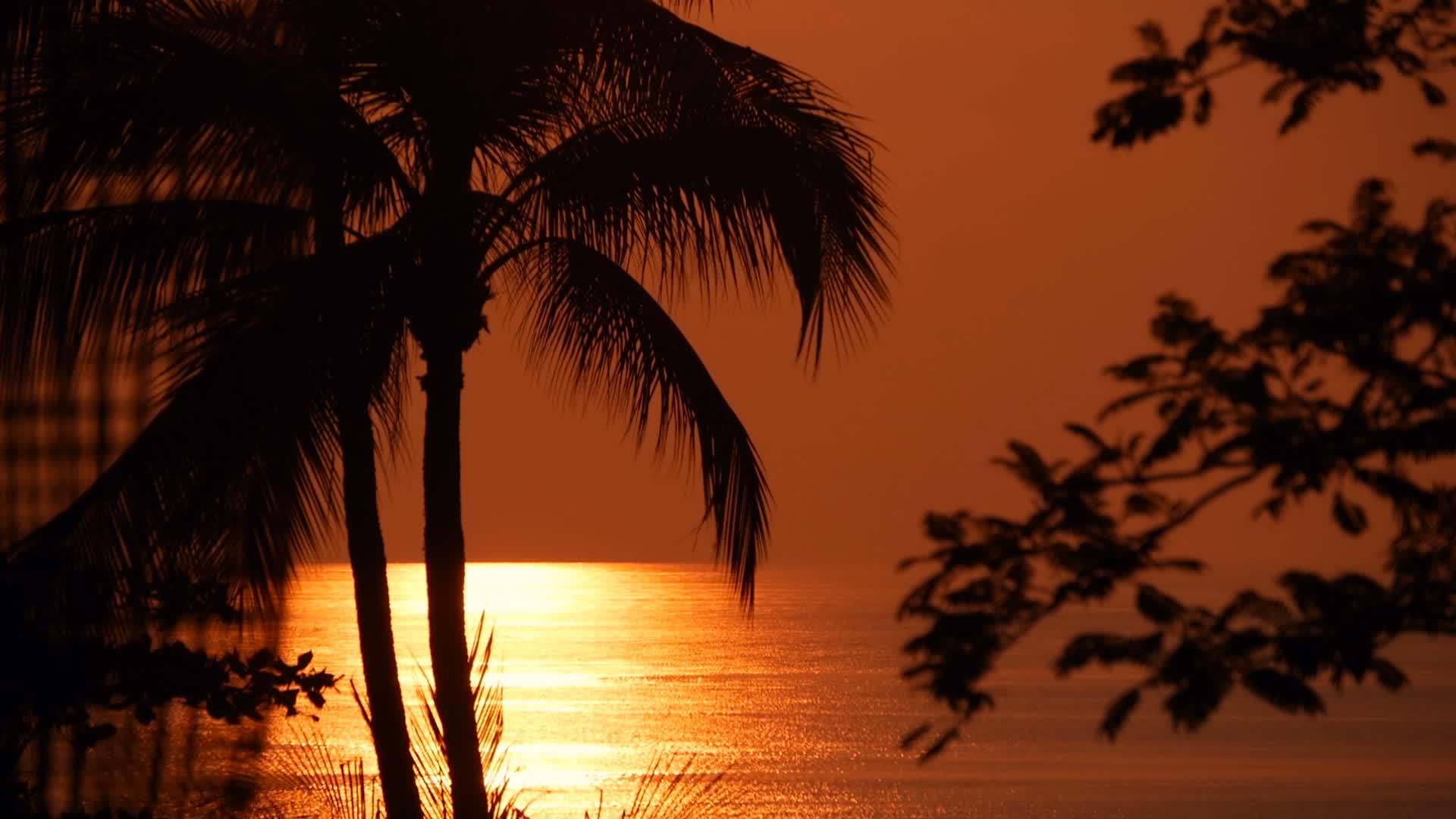 黄昏时分热带海滩的棕榈树轮廓明亮奇特还有大橙色的太阳视频的预览图