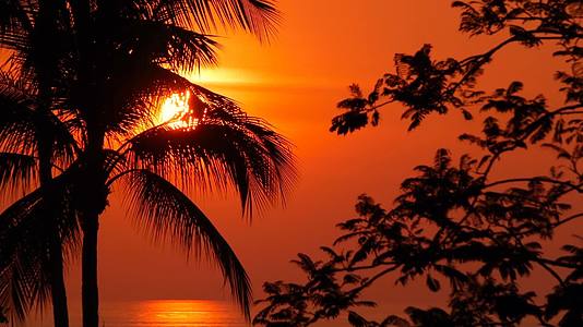 黄昏时分 热带海滩的棕榈树轮廓明亮奇特 还有大橙色的太阳视频的预览图