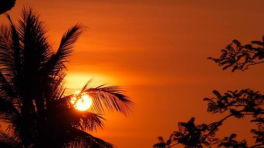 黄昏时分热带海滩的棕榈树轮廓明亮奇特还有大橙色的太阳视频的预览图