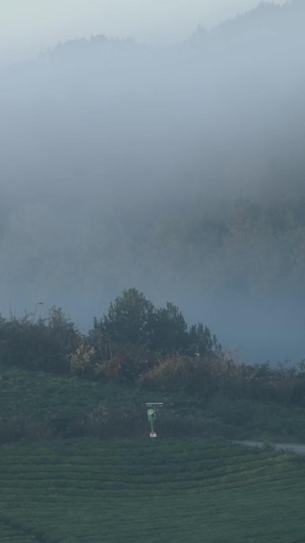 茶山晨雾摄影展品视频的预览图