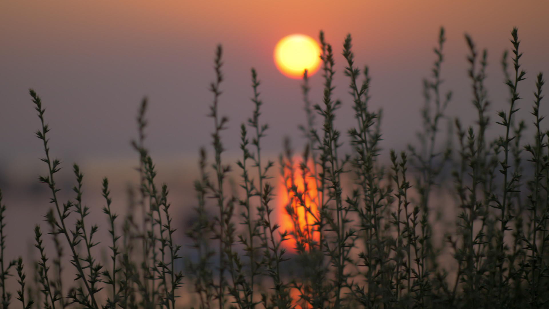 仰望海面上的日落在草丛中视频的预览图