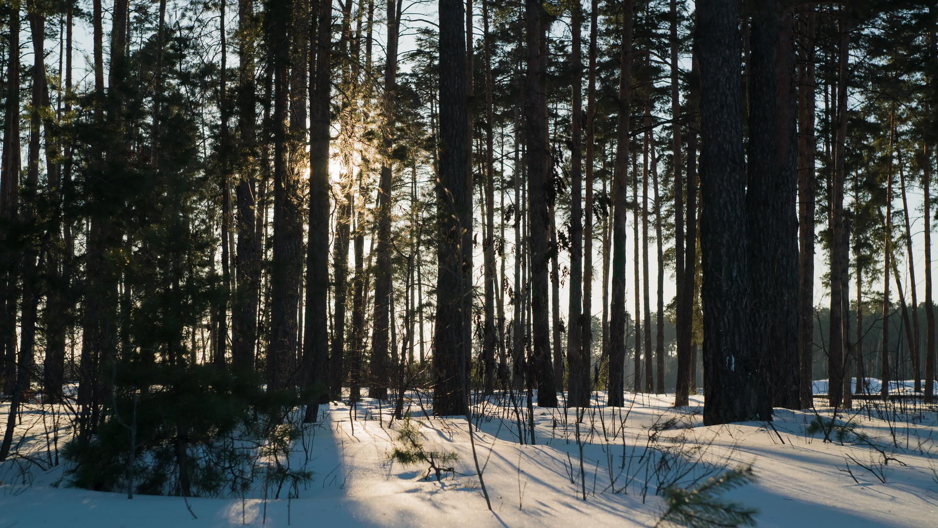 冬天的松树森林里日落视频的预览图