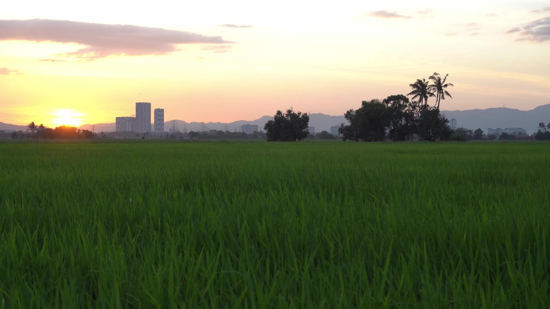 绿色稻田晚上有背景树视频的预览图