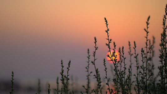 红太阳和绿草的夜景视频的预览图