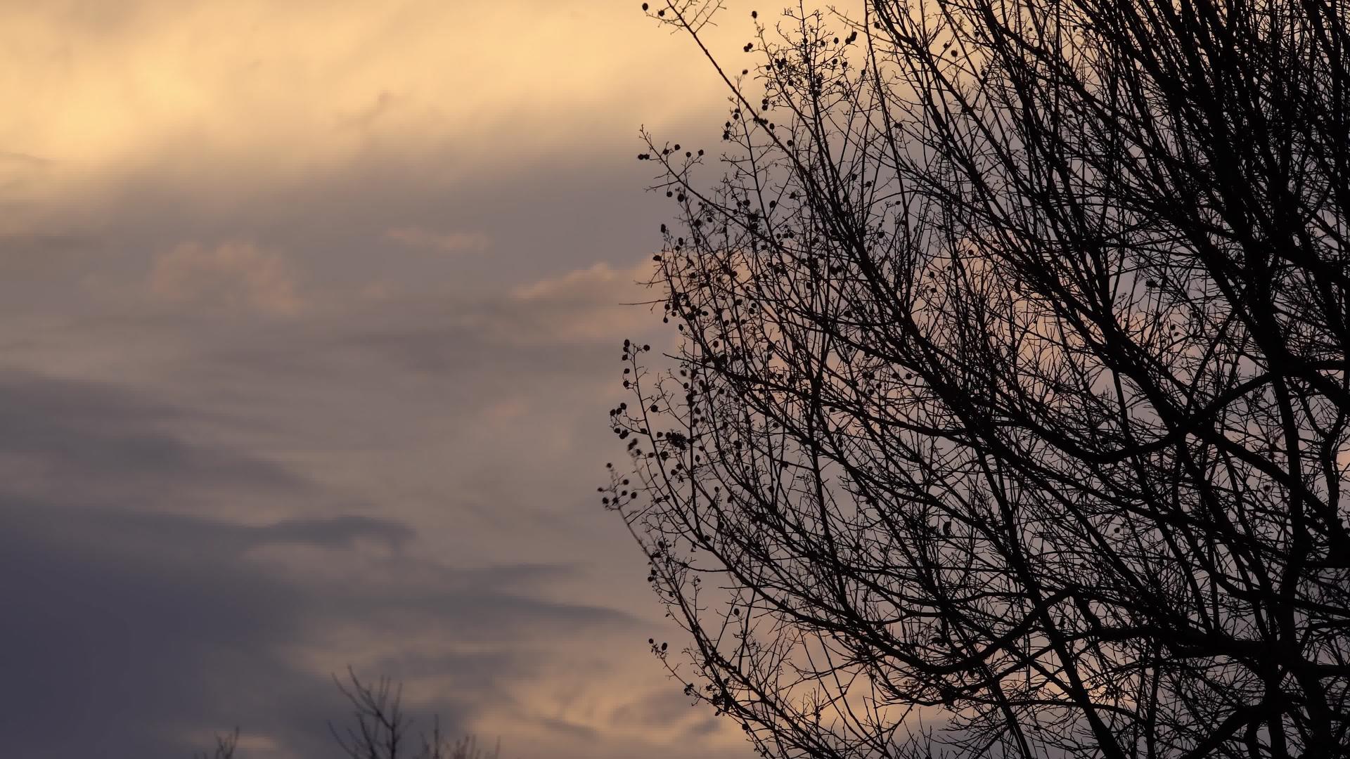 日落5时空的树枝视频的预览图
