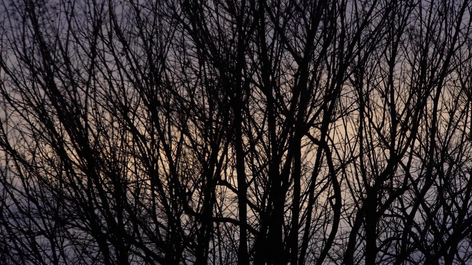 日落2时的空树枝视频的预览图