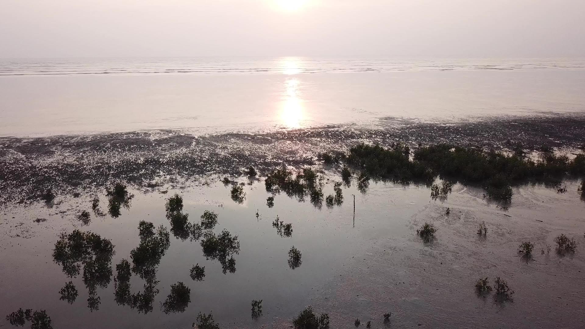 沿海红树的休光前景视频的预览图