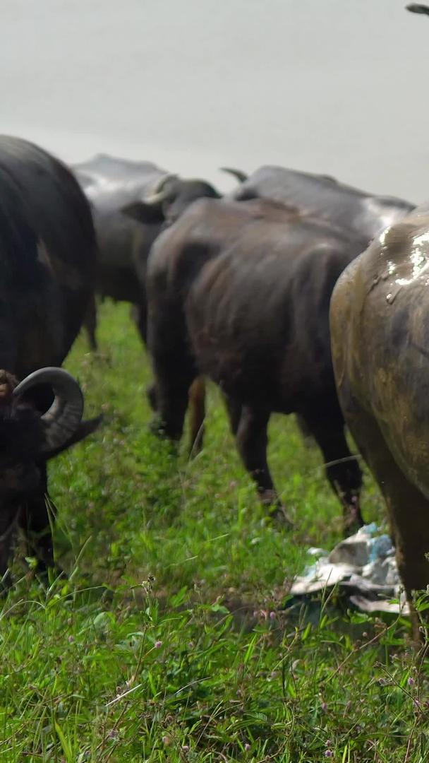 农村田野水牛吃草视频的预览图