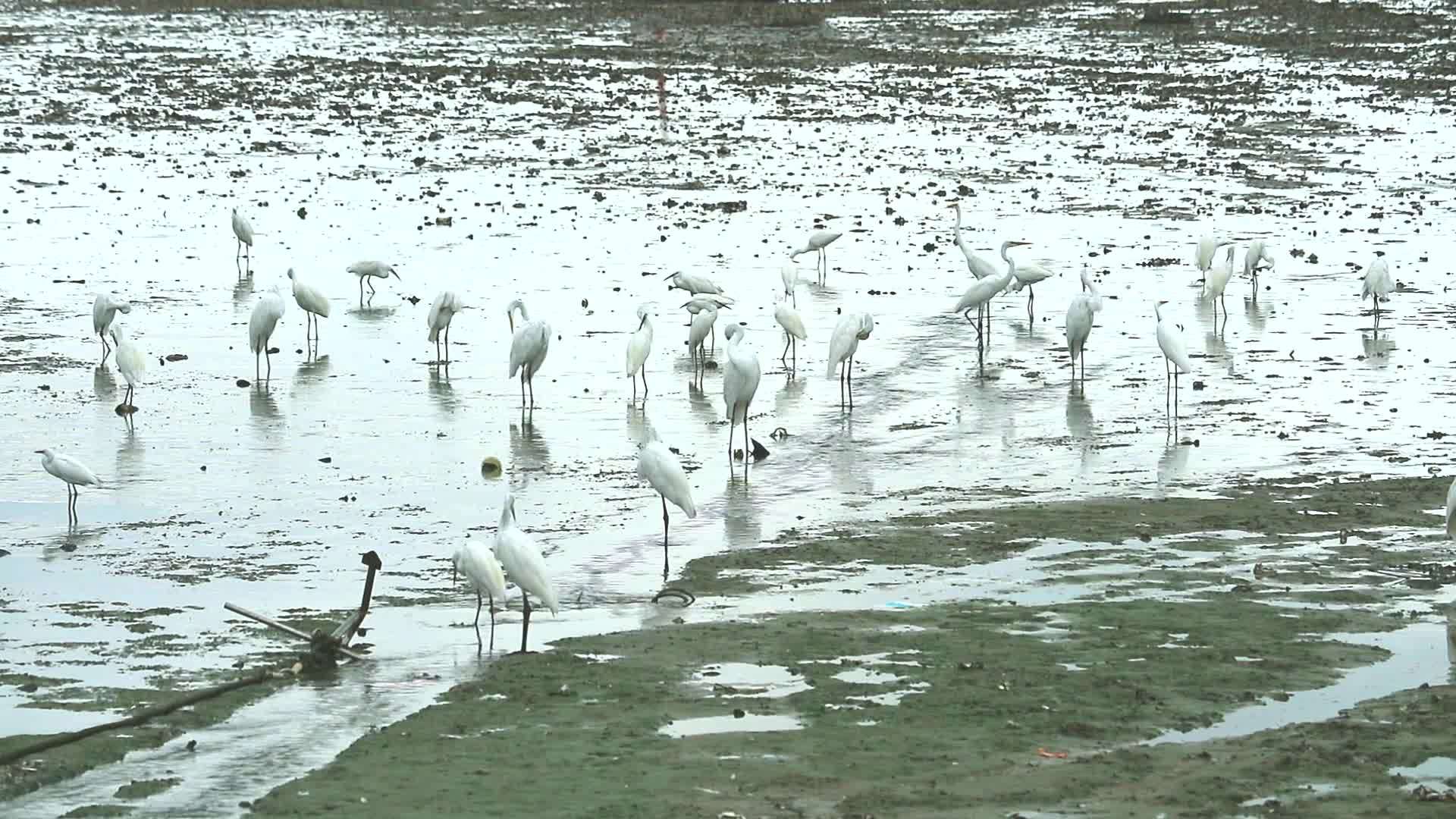 低潮时在运河附近的水中捕捉动物视频的预览图