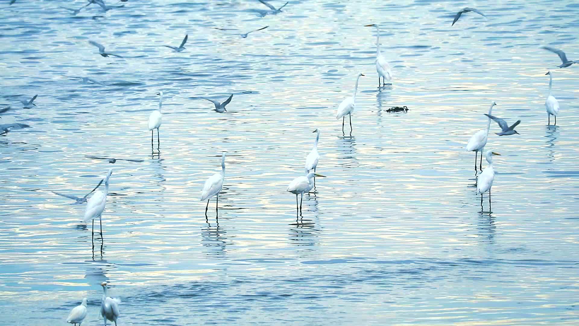 低潮时在运河水中捕捉动物的灰色视频的预览图