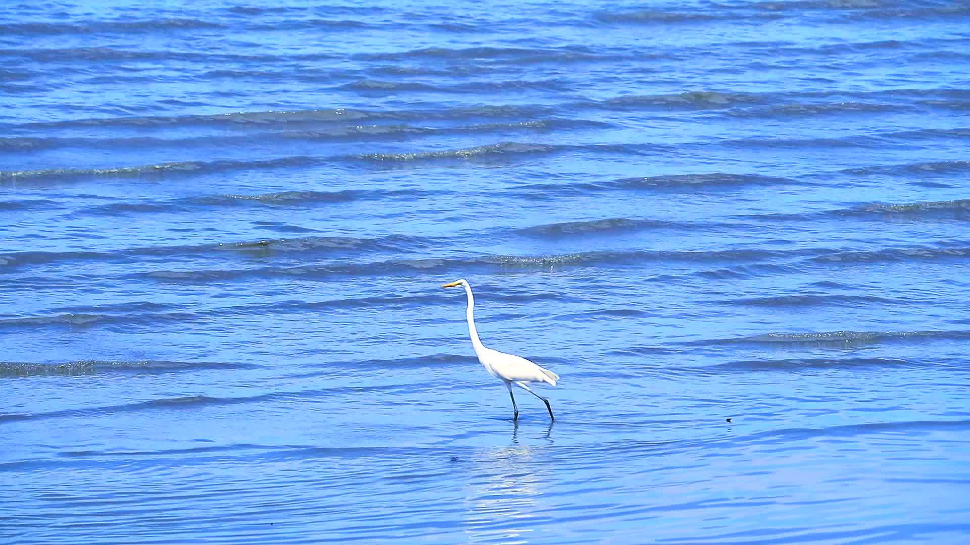 egret在海滩上寻找海鲜1视频的预览图