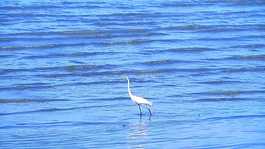 egret在海滩上寻找海鲜1视频的预览图