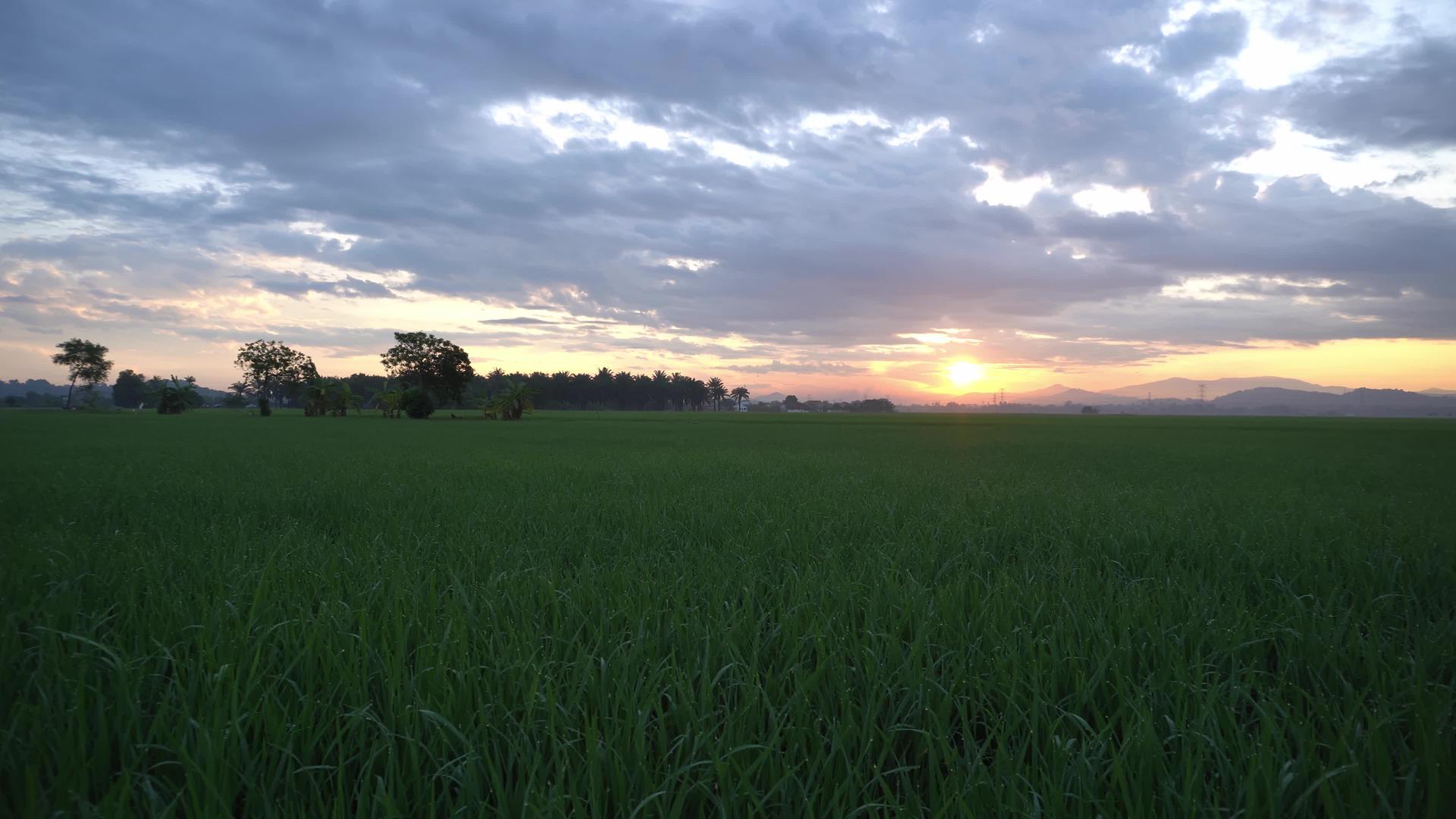清晨扫绿稻田的镜头视频的预览图