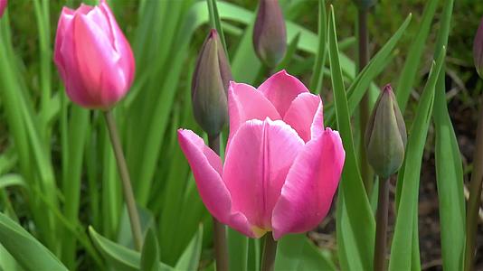 Tulipa早期光荣鲜花视频的预览图