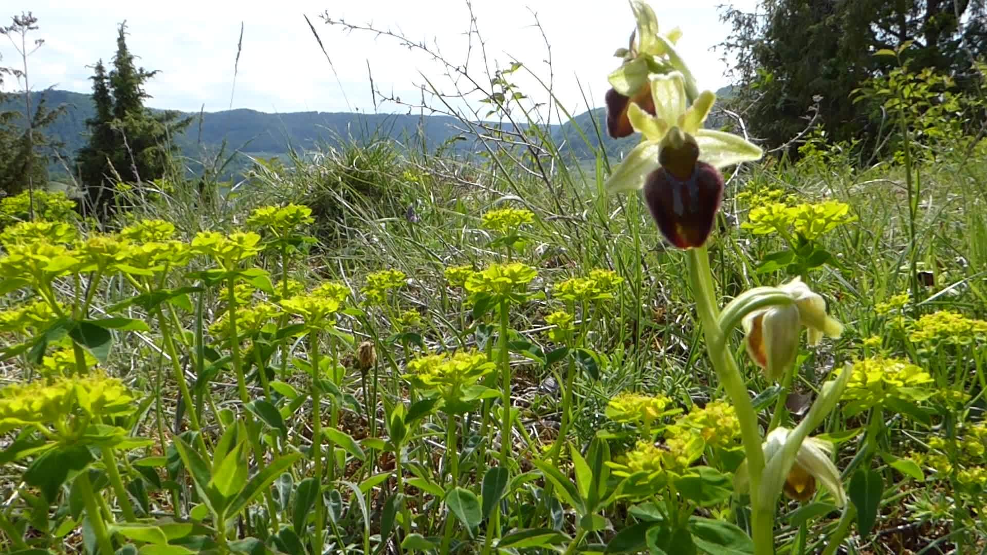 早春的蜘蛛兰花在德国草地上视频的预览图