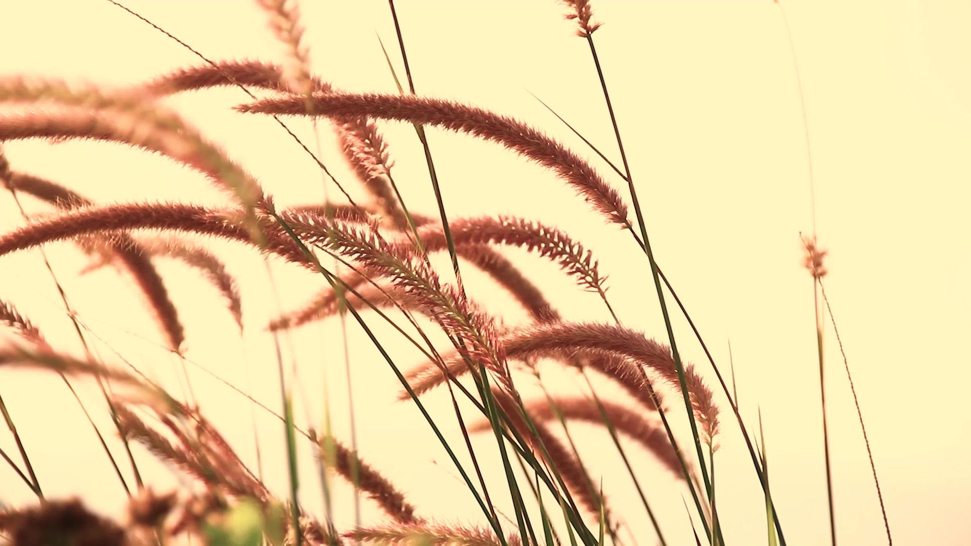 沙尾草在微风中摇摇欲坠视频的预览图