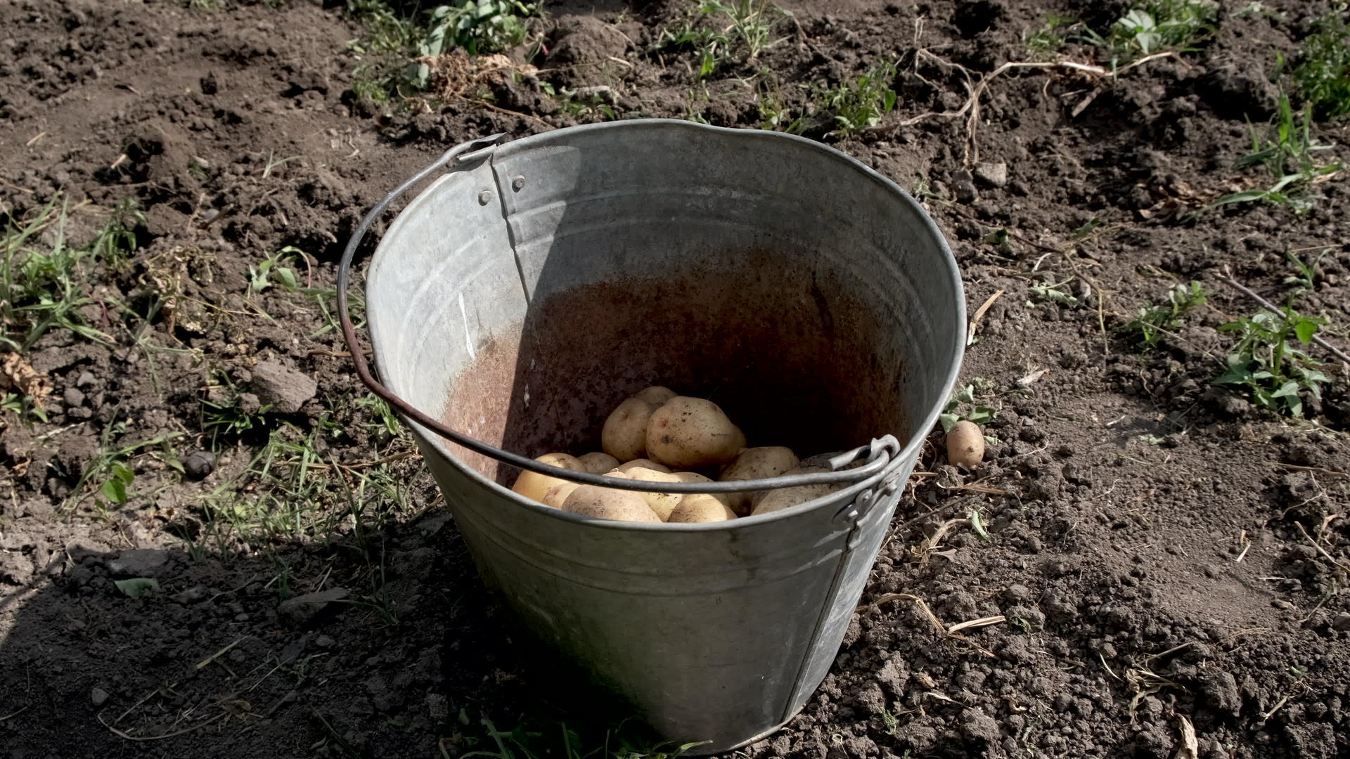 在桶里收集土豆时间流逝视频的预览图