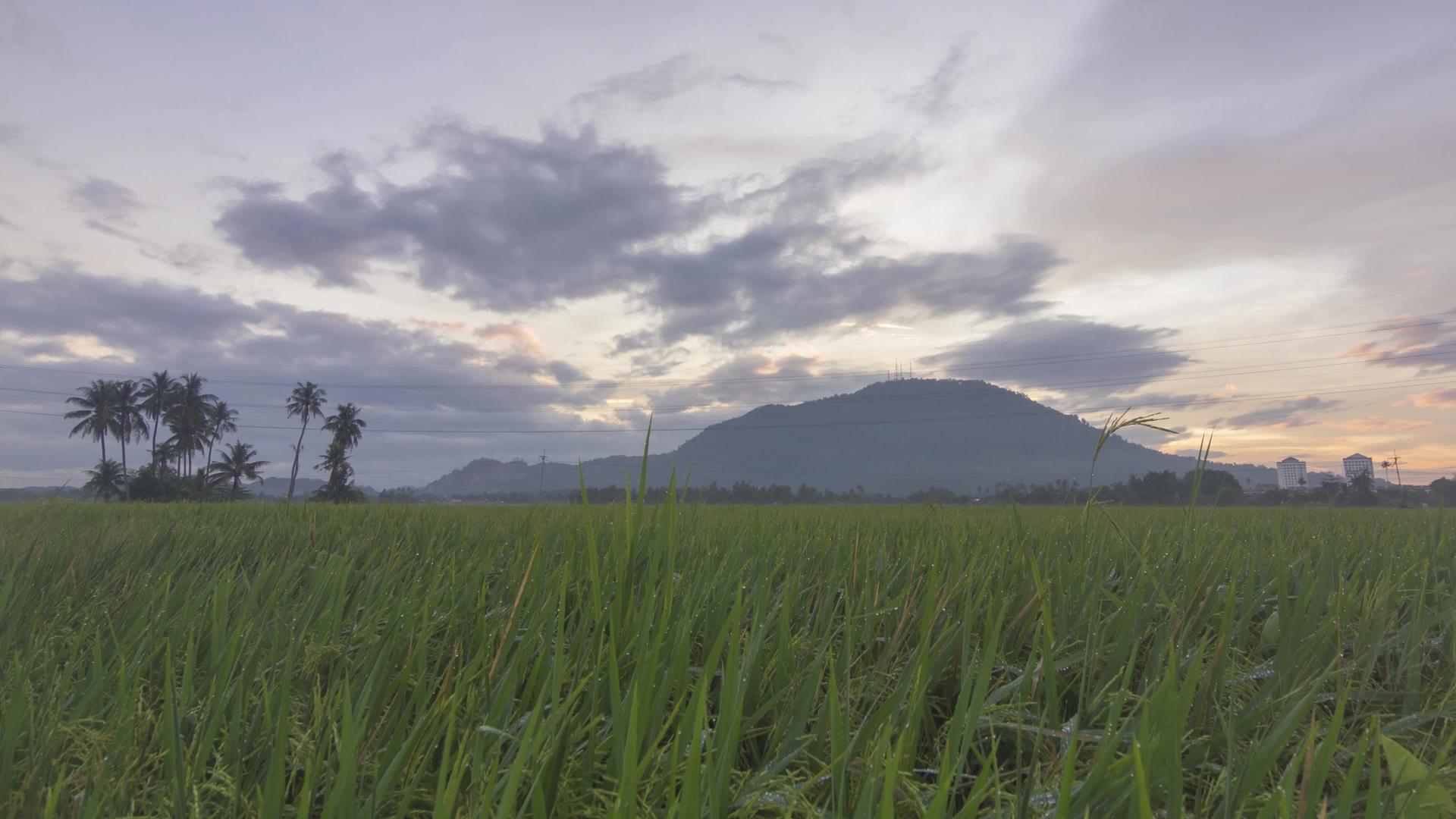 日出时间折叠的绿色稻田视频的预览图